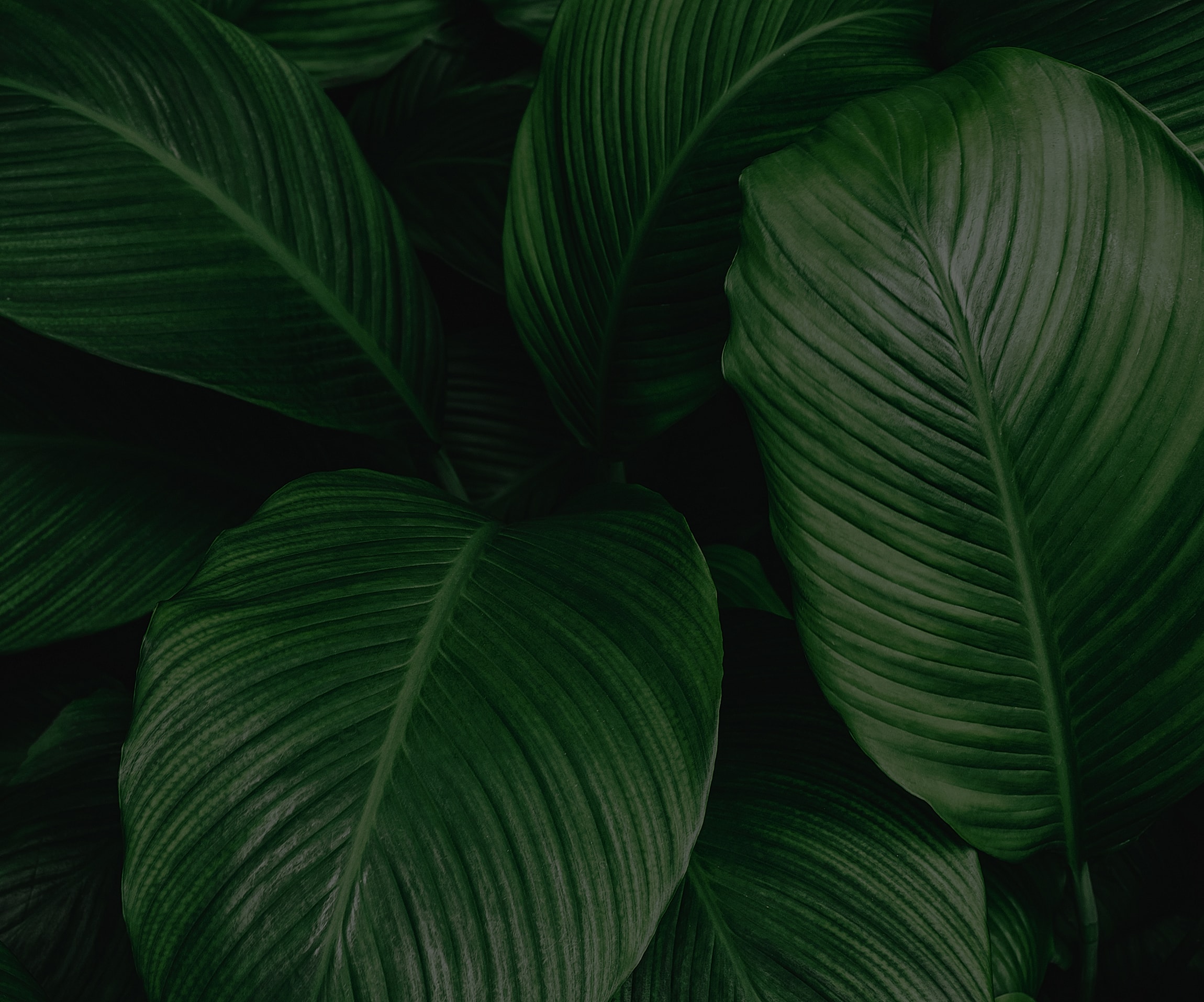 Abstract green leaves